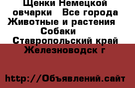 Щенки Немецкой овчарки - Все города Животные и растения » Собаки   . Ставропольский край,Железноводск г.